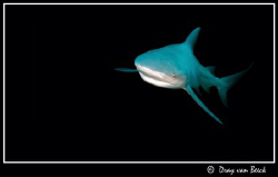 Bull Shark, Zambezi. by Dray Van Beeck 